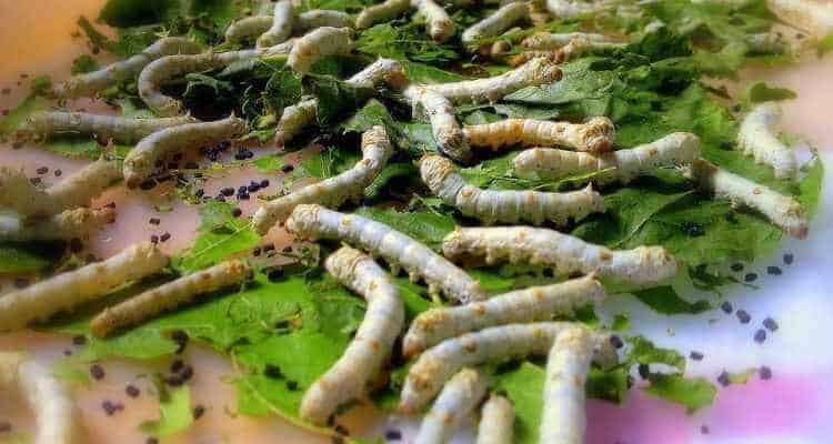 ipek böceği yetiştiriciliği devlet desteği hibe
